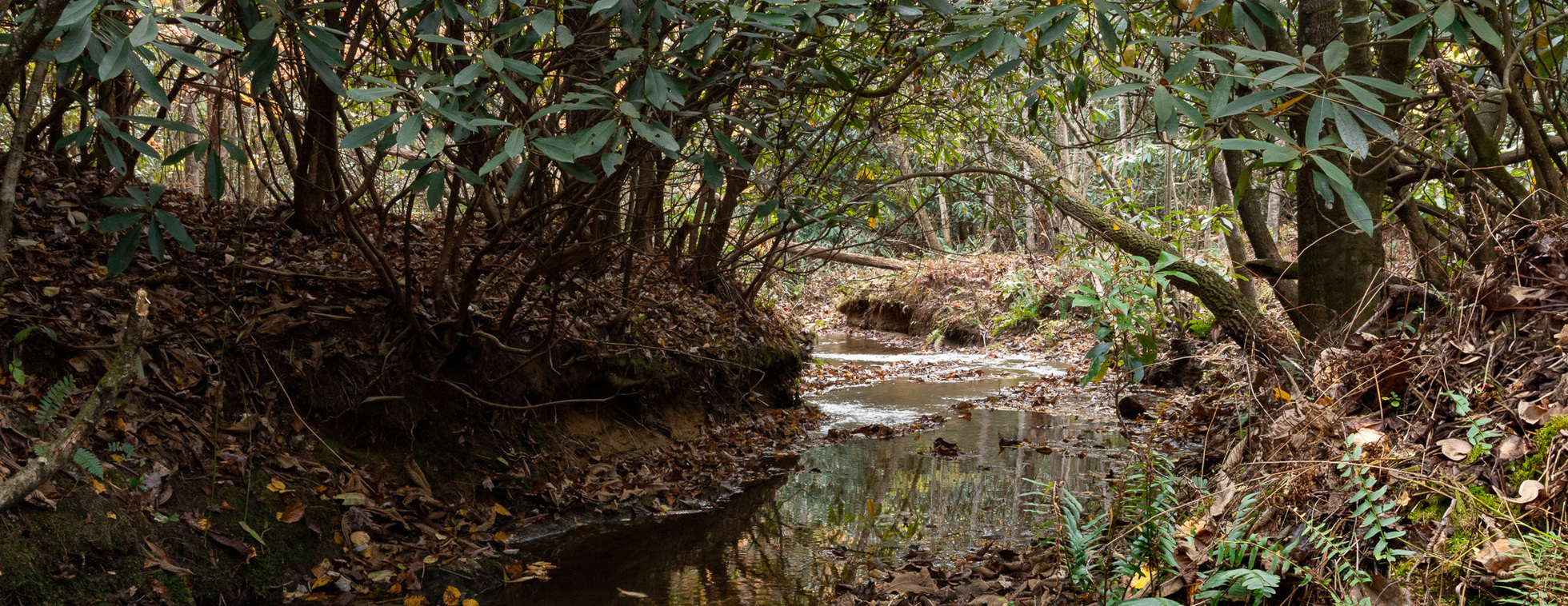 Guided Off-Trail Adventure at the future Mitchell River Preserve